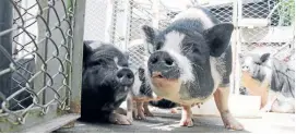  ??  ?? Mini pig o mini cerdos también son mascotas que la gente puede adoptar en la UPA.