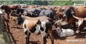  ?? EUNÍCE SUZANA ?? Criadores de gado determinad­os a reduzir a importação de carne e poupar divisas ao país