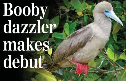  ??  ?? WELCOME ARRIVAL: The red-footed booby is included in the second edition of Britain’s Birds, right