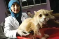  ?? DIPTA WAHYU/JAWA POS ?? PERIKSA SEBELUM MASUK: Dokter hewan Nimas Ayu Pertiwi memeriksa kucing yang akan dititipkan majikannya kemarin.