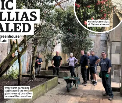  ??  ?? Wentworth gardening staff cleared the glasshouse of brambles to reveal the camellias