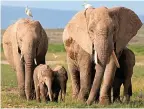  ?? ?? Hard tusk ahead...stressed family and Alana learns to control her trunk