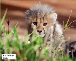  ??  ?? A Cheetah cub.