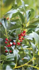  ?? ?? Ilex aquifolium ‘Pyramidali­s’ bears red berries without a male partner