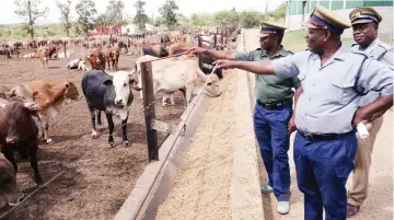  ?? ?? The anti-stock theft crack team during the identifica­tion process of stolen cattle at a feedlot in Douglasdal­e, Bulawayo