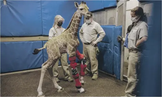 ?? SAN DIEGO ZOO WILDLIFE ALLIANCE VIA AP ?? Msituni, a giraffe calf born with a disorder that caused her legs to bend the wrong way, at the San Diego Zoo Safari Park in February. After 10 days in a custom brace, the giraffe’s problem was corrected.