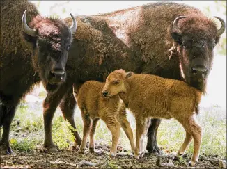  ?? PHOTOS BY JAY JANNER / AMERICAN-STATESMAN ?? Two buffalo calves stand with two adults Monday at Joe Kotrla’s home in Round Rock. Kotrla has kept buffalo for over 20 years. He has sold some as pets, but never for their meat.