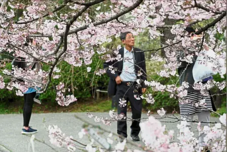  ?? — AFP ?? Major draw: Visitors viewing the cherry blossoms bloom in a Tokyo park.