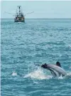  ?? PHOTO: MEGAN MCPHERSON ?? Industry and nature . . . A Hector’s dolphin leaps out of the water near a fishing trawler.