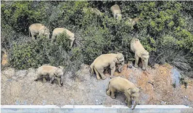  ?? Hu Chao / Xinhua-AFP ?? La manada de elefantes asiáticos salvajes en la provincia de Yunnan, el pasado 28 de mayo.