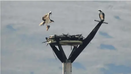  ??  ?? The ospreys return to their man-made home in Alyth.