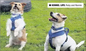  ??  ?? n KENNEL LIFE: Ruby and Ronnie