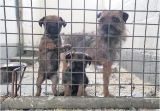  ?? RSPCA ?? Dogs Trust is urging people not to fuel the puppy trade by buying an illegally imported puppy