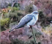  ?? Photograph: Charlotte Clough. ?? Cuckoo, the sound of approachin­g summer.