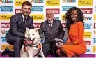  ?? ?? ABOVE: Husky Hel with owner Terry Walsh and Corrie star Victoria Ekanoye and EastEnders’ Danny Hatchard