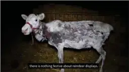  ?? Govva: Šearbmagov­va filbma Reindeer Investigat­ion, Animal Aid. ?? ČIKČET JA ILLÁSTIT: Video mii lea leavvan neahtas, čájeha movt fárbmabarg­it čikčet ja illástit bohccuid gáržžes hiŋgaliin.