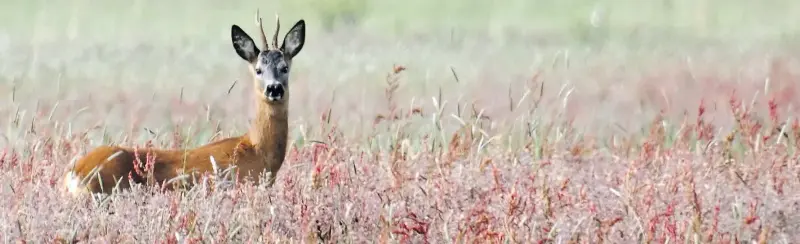  ?? BILD: Torsten von Reeken ?? Auch Rehe schätzen die Ruhe in den Bornhorste­r Wiesen.