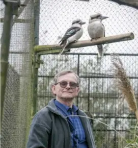  ?? FOTO JOREN DE WEERDT ?? Willy met enkele kookaburra, de grootste ijsvogelso­ort ter wereld.