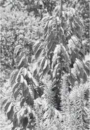  ?? Norman Winter / TNS ?? The paw paw tree (Asminia triloba) is native in the eastern half of the United States, from the Gulf states to New York.