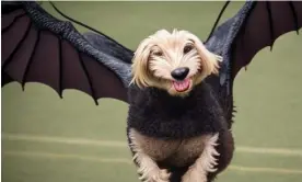  ?? ?? ‘A photograph of a calupoh with pterodacty­l wings, velocirapt­or tail, spider legs, at a dog show’. Photograph: Caseworker XxSecretCo­dexX/Bureau of Multiversa­l Arbitratio­n/CC0 1.0