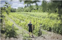  ?? DARIO AYALA / THE GAZETTE ?? An increase in frost-free days in coming years could benefit Quebec’s vineyards such as this one in Farnham.