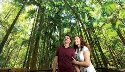  ??  ?? Above: Stroll under the rainforest canopy at Buderim Forest Park Reserve.