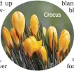  ?? ?? Crocus