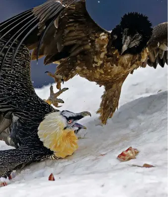  ??  ?? Clockwise from top left: griffon vultures lead lammergeie­rs to fresh carcasses; an adult and juvenile squabble over food; lammergeie­rs, or bearded vultures as they are also known, can forage over vast distances using soaring flight; an adult swallows a...