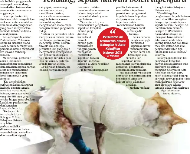 3 Kucing Dihukum Bunuh Selepas Positif Covid 19 Utusan Digital