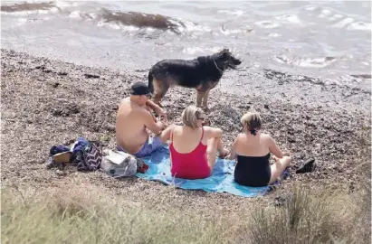  ?? Foto: Ángel García ?? In Elche dürfen Hunde keinen Strandtag genießen.