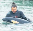  ?? Photo / Mark Mitchell ?? Justin Stretch cradles the orca pup, named Toa.