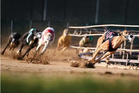  ?? (AP/Charlie Neibergall) ?? Greyhounds compete April 16 in a race at the Iowa Greyhound Park in Dubuque, Iowa.