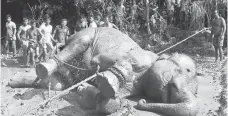  ?? — AFP photo ?? (FILES) This file photograph shows a tranquilli­sed wild elephant lying on the ground after being pulled from a pond by Bangladesh forest officials and villagers in the Jamalpur district, some 150 kms north of capital Dhaka.