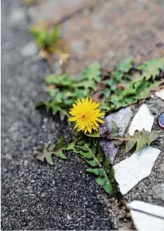  ?? Foto: Mascha Brichta, tmn ?? Unkraut an Wegesrände­rn darf nicht mit Chemie vernichtet werden. Es kann aber ab geflammt werden.