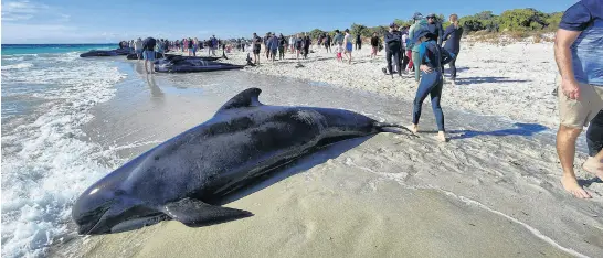  ?? REUTERS ?? People walk near whales stranded on a beach at Toby’s Inlet, Dunsboroug­h, Australia, April 25.