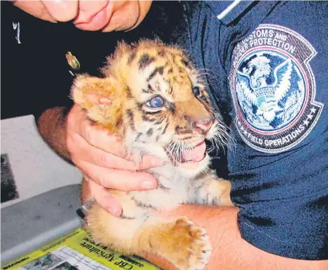  ??  ?? A TEENAGER from California has been sentenced to six months in prison for smuggling in a Bengal tiger cub from Mexico.
The defence lawyer for 18-year-old Luis Valencia told a court in San Diego his client had had a lapse in judgement and wanted the...