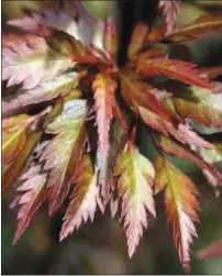  ?? The feathery leaf of Acer ‘Beni Hagoromo’ ??