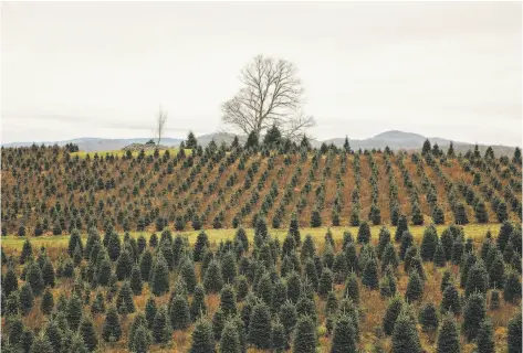  ?? Photos by Jacob Biba / New York Times ?? Christmas trees grow at Mountain Top Fraser Fir in Newland, N.C. Below: the stump of the White House Christmas tree there.