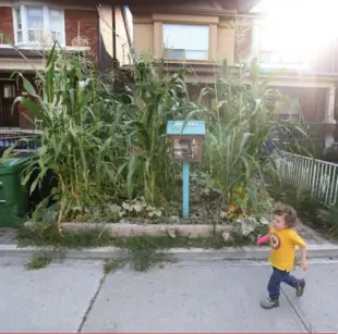  ?? STEVE RUSSELL/TORONTO STAR ?? Cy Rosenthal, 3, runs past blue hopi corn growing in his family’s front yard in Brockton Village. The garden was planted by a "permacultu­re" enthusiast looking for urban farmers.