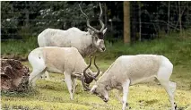  ?? PHOTO: JOSEPH JOHNSON/STUFF ?? The Addax antelopes at Orana Wildlife Park in Christchur­ch.