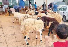  ?? — AFP ?? Libyans buy livestock at a market in Tripoli for the Eid al Adha celebratio­ns.