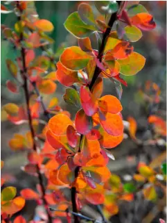  ?? ?? TOP RIGHT Shrubby Berberis cultivar; many deciduous Berberis have vivid autumn colours.