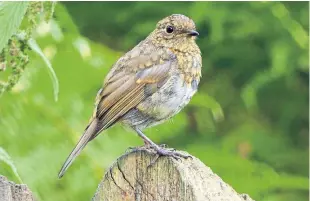  ??  ?? “This young robin was just starting to look the part at Morton lochs,” says Eric Niven, who took the photograph.