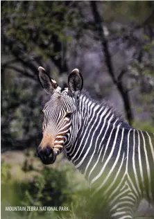  ?? ?? MOUNTAIN ZEBRA NATIONAL PARK