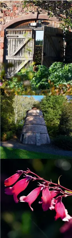  ??  ?? Clockwise from top left: The walled garden gate; Mertoun House and its beech hedge; Chrysanthe­mum ‘Zembla Cream’; Rupert Norris in the arboretum flanked by monkey puzzles and Scots pines; Penstemon ‘Garnet’; the dovecot was built in 1657 and restored in 2018; the vinery’s peaches (left) and figs (right).