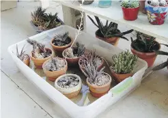  ??  ?? Use shallow boxes for small pots and wash tubs for big ones to water from the bottom up for immediate results.