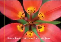  ??  ?? Western Red Lily, Saskatchew­an's provincial flower