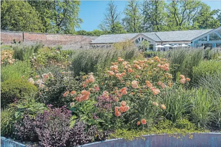  ?? PHOTOS COURTESY DAVID AUSTIN ROSES ?? Lady of Shalott is one of the most reliable and hardy of the English roses, featuring a tea rose fragrance with hints of spiced apple and cloves. Shown in a mixed border with sedum Purple Emperor, yellow potentilla, Astrantia ‘Claret,’ boxwoods and ornamental grasses.