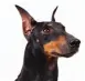  ?? ?? Manchester Terrier