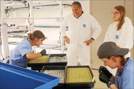  ?? KRISTI GARABRANDT — THE NEWS-HERALD ?? Eastlake Mayor Dennis Morley and Leslie Brandon, director of communicat­ions and community engagement for Buckeye Relief wear special tyvek suits to prevent containmen­t of any seeds while they watch cultivatio­n technician­s plant the seeds for the facility’s first batch of medical marijuana plants on July 31.